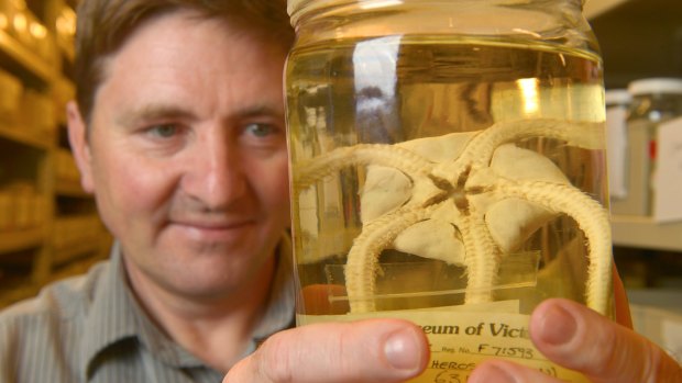 Dr Tim O'Hara with one of Melbourne Museum's 10,000 brittle stars.