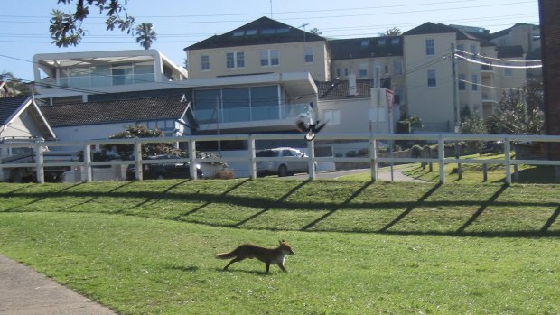 Foxes are increasingly being seen in urban areas, including Bronte.