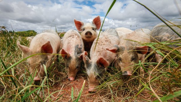 Pigs' personalities combine with their moods - yes, swine have both of those things - to make them optimists or pessimists. 