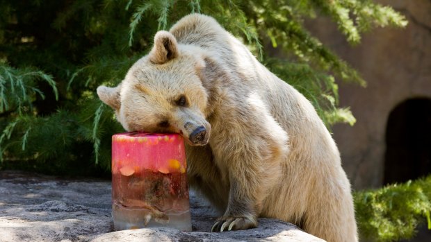 Honey the Syrian Brown Bear enjoying an ice-block consisting of meat, fish, fruit, vegetables and strawberry topping in January 2014.