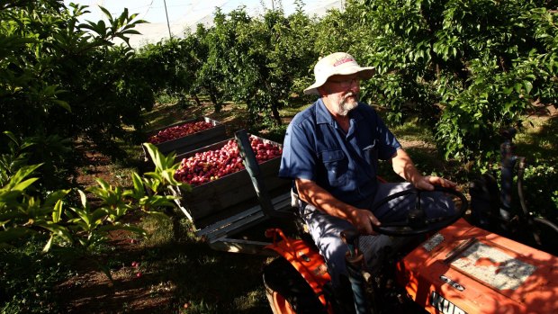 When Ed Beil of Wanaka Orchard bought his farm, there were more than 70 orchards in the Oakdale district. Now there are two, he says. 