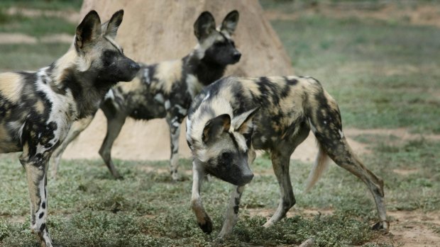 African wild dogs.  