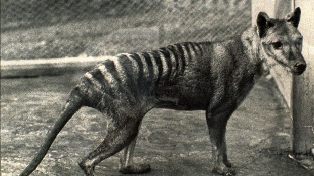 Scientists plan to revive Tasmanian tiger that has been extinct since 1936  - National, tasmanian tiger 