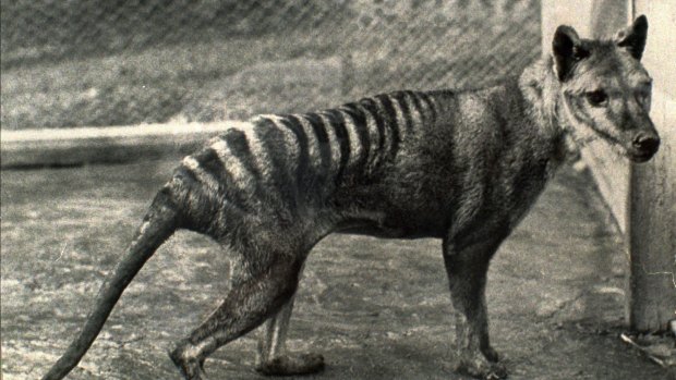 The last known Tasmanian tiger, seen in 1936, the year it died in a Hobart zoo. 