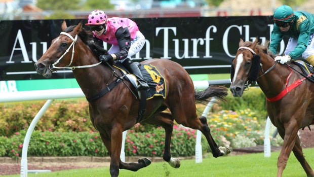 In the pink: Jess Taylor rides French Fern to victory in the Schweppes Handicap.