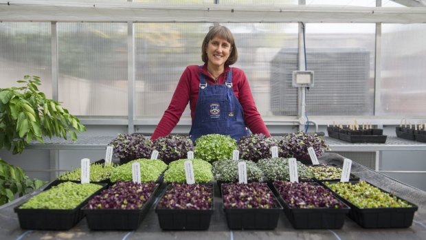 Merici College sustainability teacher Fiona Buining with the microgreens she grows in the school's greenhouse.