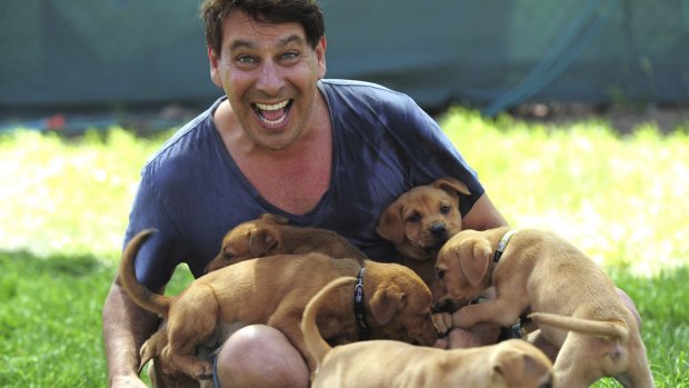 Clothing designer Peter Alexander gets acquainted with puppies at the RSPCA shelter at Weston. 