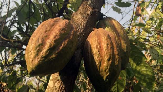 Nestle said it was striving for better conditions for workers by using cooperatives for its cocoa supply chains in West Africa's Ivory Coast but that generally businesses had low awareness of slavery in supply chains.