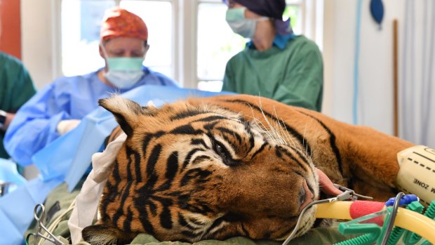 Sumatran tiger Binjai during her operation at Melbourne Zoo.