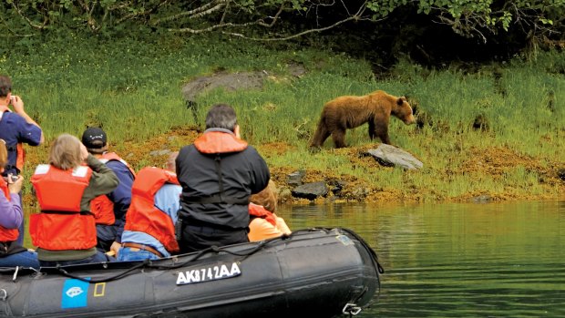 A trip around the still waters of Baranof Island is likely to lead to a brown bear encounter.
