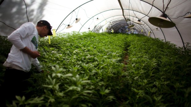 A government facility for growing medical marijuana in Israel.