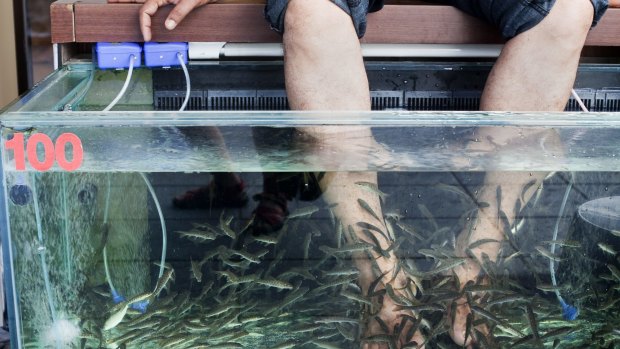 A man has a foot massage with garra rufa fish in Phuket.