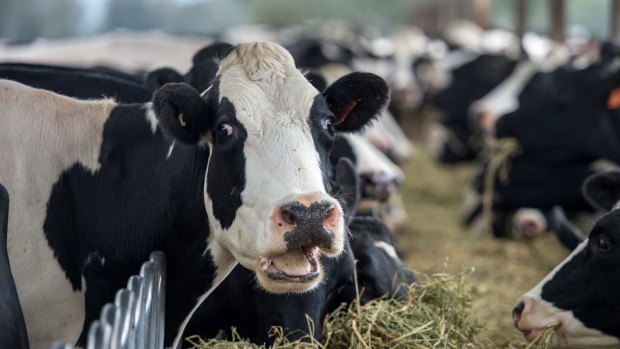 The federal government has announced an assistance package for dairy farmers.