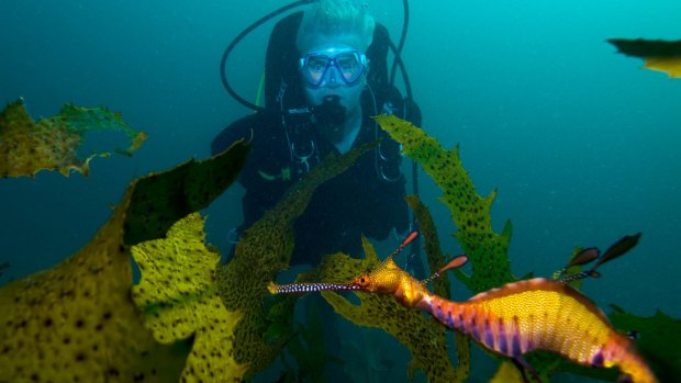 Colour perfect:  A sea dragon goes about its business  in Sydney Harbour.