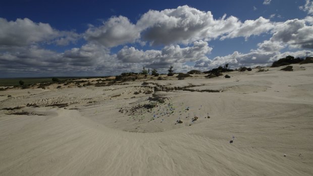 Sand dunes near Lake Mungo: Blue markers are where stone tools were found, green markers where animal food remains were found.