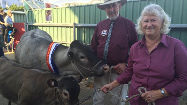 Rodney and Karen Johannesen at the Ekka with their Grand Champion cow Geisha, and her baby female calf Kapai.