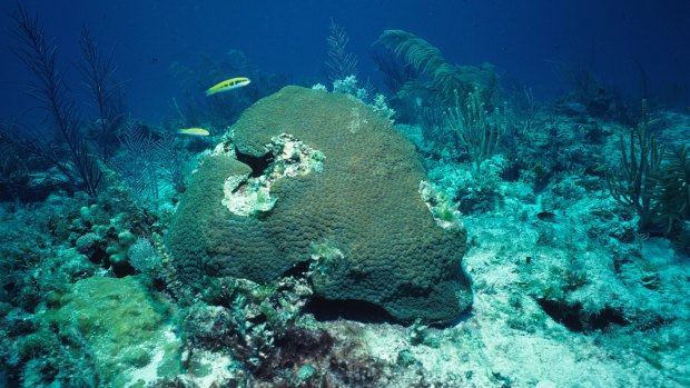 Coral in shallow waters - such as this Montastraea cavernosa at 5 metres - can be more susceptible to bleaching.