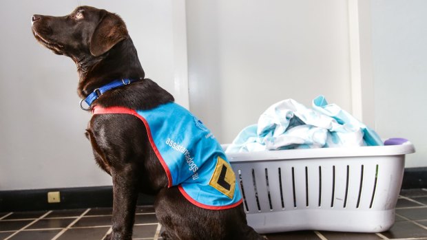 Five-month-old Radar is in basic training for Assistance Dogs Australia