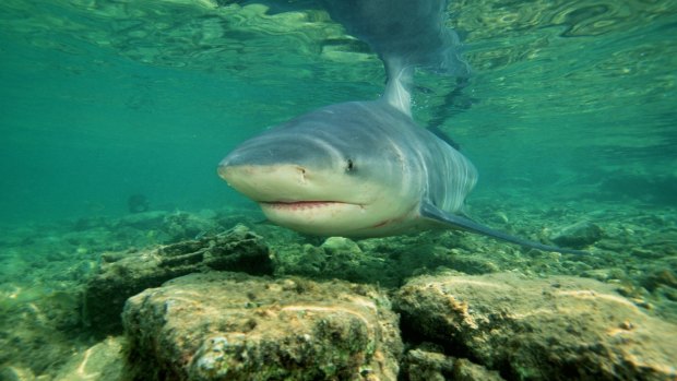 Bull sharks have a unique knack in being able to inhabit water that's fresh, brackish or salty. 