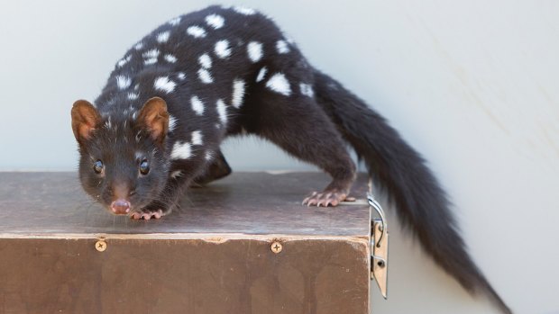 An eastern quoll.