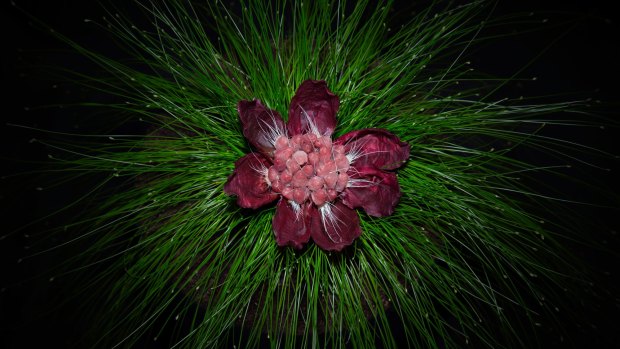 <i>Aures rubri cuniculorum, capita fetarum musum, palpebrae vaccae</i> (Beet-dyed Rabbit Ears, Heads of Baby Mice and Cows' Eyelashes) (detail) 2013, by Heide Hatry. Silver halide print. 