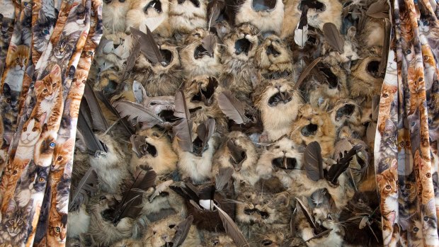 Inside Barry Green's house is an artwork called "Curiosity". The kitten curtains open up to reveal a panel about a metre wide comprising cat heads and skins with native bird feathers stuffed in their mouths, a comment on the impact of feral cats on native wildlife.