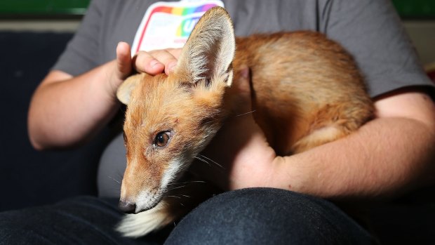 Lucky: Cherry the fox, which has escaped a death penalty twice.
