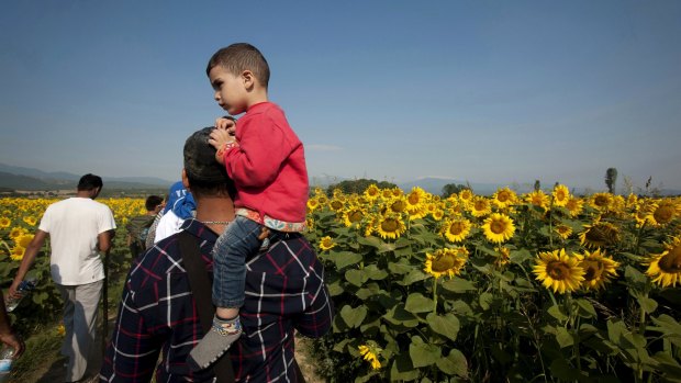 Syrian refugees walk through a field near the village of Idomeni at the Greek-Macedonian border this week. 