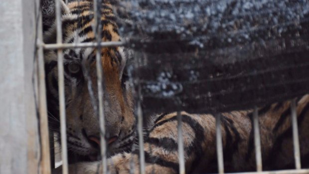 A tiger looks out of a cage at the "Tiger Temple" in Saiyok district in Kanchanaburi province in 2016.