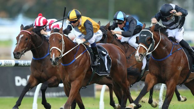 On track: Mackintosh wins the Theo Marks Stakes at Rosehill.