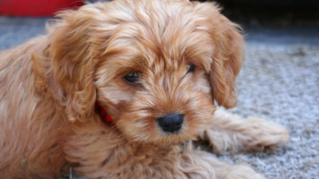 Right now, staring at your cavoodle is my only option.