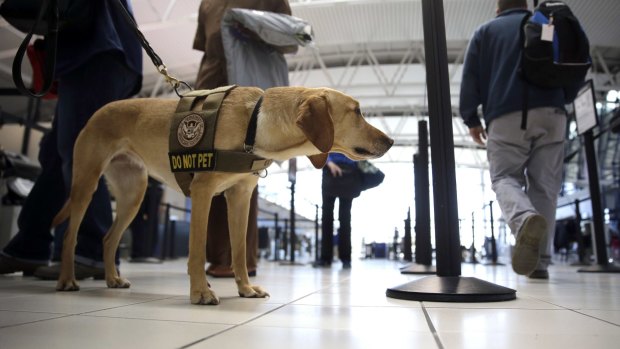 Despite several upgrades in airport screening, undercover officers were able to smuggle banned items through US airports in 80 per cent of tests.