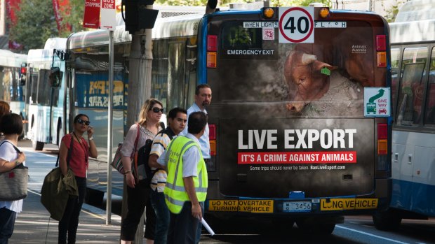 A tale of two campaigns: Animals Australia raises awareness on Sydney buses about live animal exports.
