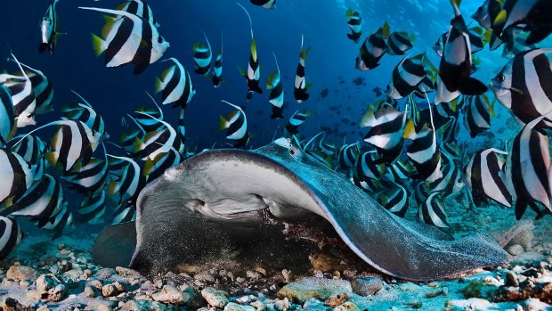 Sting ray surrounded by school of butterfly fish, North Male Atoll. 