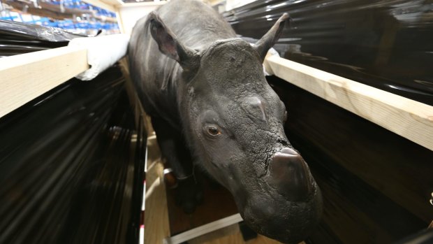 The Australian Museum's new offsite storage facility contains more than 200,000 specimens, including a Sumatran hairy rhinoceros. 