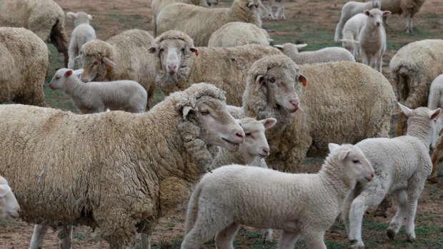 Victoria will be the only state to adopt mandatory electronic ear tags for sheep and goats.