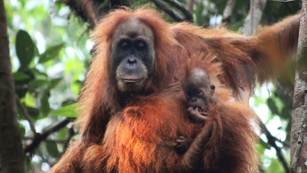 New species: A Tapanuli orang-utan with its baby in Batang Toru Ecosystem in Tapanuli, North Sumatra.