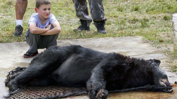 Aiden Everetts kneels next to a black bear that his father James Everetts killed in Marion County, Florida, on Saturday.