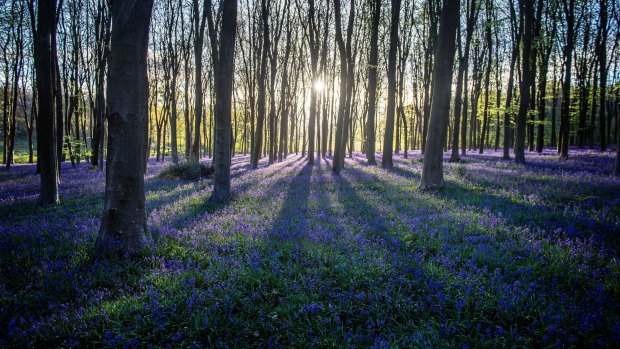 Bluebells (Hyacinthoides non-scripta) are lit by the rising sun in Micheldever Wood in southern England, as the blast of Arctic weather that has brought snow to northern parts Tuesday April 25, 2017. A blast of late winter weather has brought snow flurries to many parts of the North of England and the Midlands.(Victoria Jones/PA via AP)