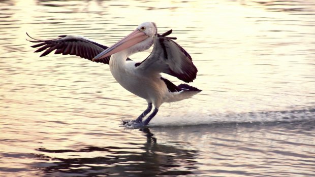 A pelican on a watery runway.