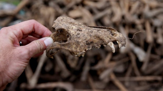 Skeletal remains of greyhounds were discovered on the Keinbah property last year.
