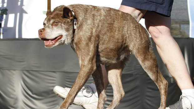 Quasi Modo, an eight-year-old mixed breed from Florida, walks across the stage during the World's Ugliest Dog Contest.