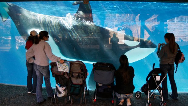 People watch through glass as a killer whale swims by in a display tank at SeaWorld in San Diego.