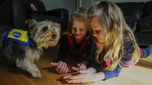 Identical twins, Hannah and Olivia Weber aged 7 have type 1 diabetes will attend Ainslie Primary School with their dog Molly.