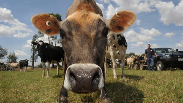 Victoria's dairy farmers have been given $11.4 million  in funding to help cope with the industry crisis.