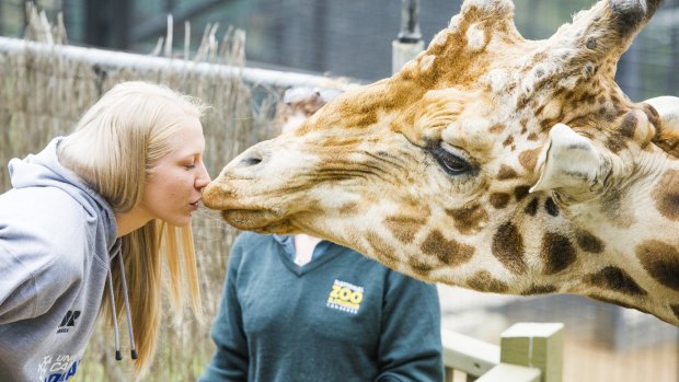 Canberra Capitals player Abby Bishop kisses Hummer the giraffe at the National Zoo & Aquarium as the Capitals launch their new giraffe mascot.