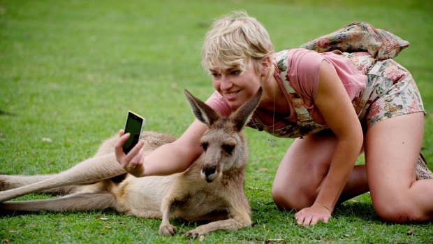 A tourist gets a selfie with an unimpressed kangaroo.