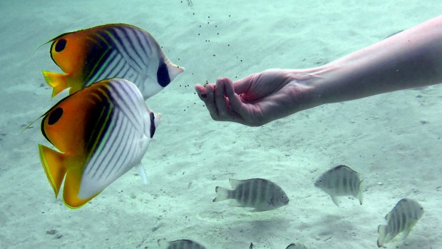 Butterfly fish come in for some food at Bora Bora.