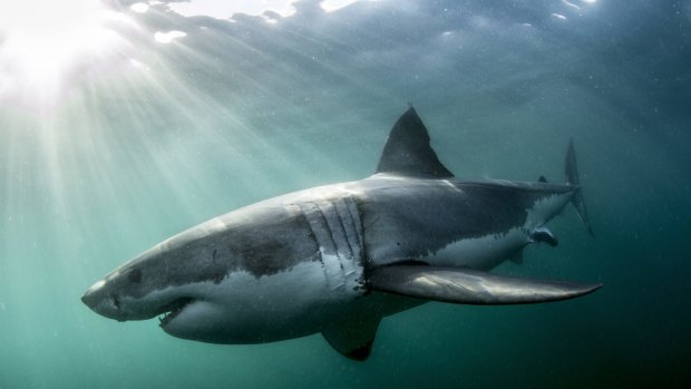 The new state government will not deploy drum lines to catch sharks. 