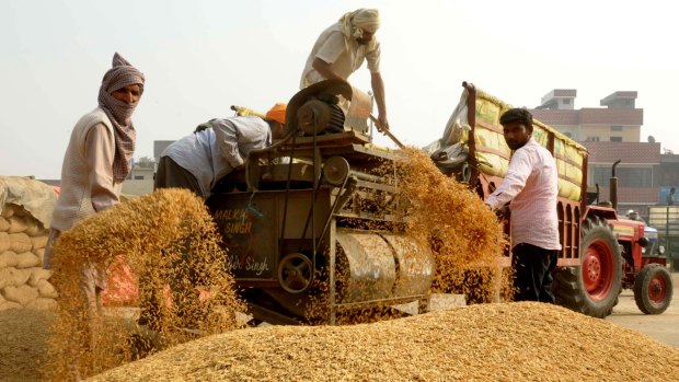 Indian farm labourers separate rice grains from husks at Amritsar's grain market last week.